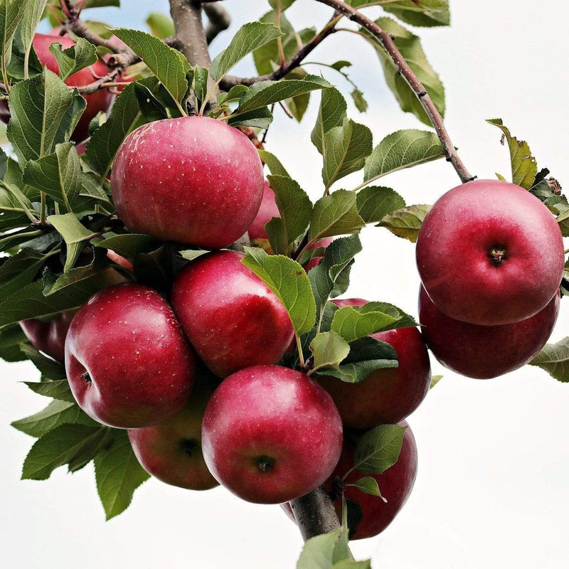 Fiesta Apple Tree Fruit Trees
