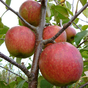 Falstaff Apple Tree Fruit Trees