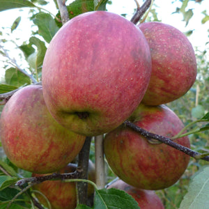 Falstaff Apple Tree Fruit Trees