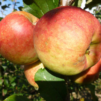 Falstaff Apple Tree Fruit Trees