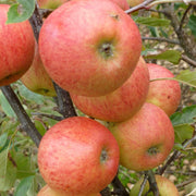 Elstar Apple Tree Fruit Trees