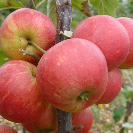Elstar Apple Tree Fruit Trees