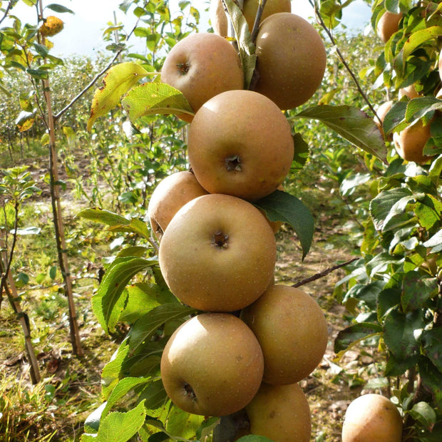 Egremont Russet Apple Tree Fruit Trees