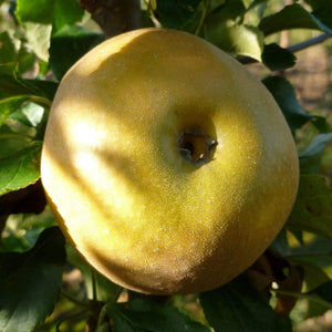 Egremont Russet Apple Tree Fruit Trees