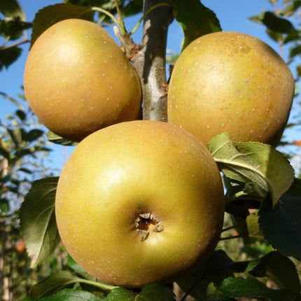 Egremont Russet Apple Tree Fruit Trees