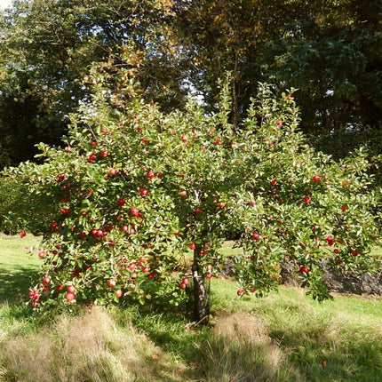 ‘Discovery Apple Tree’ Fruit Trees