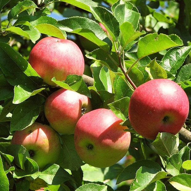 ‘Discovery Apple Tree’ Fruit Trees
