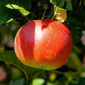 Discovery Apple Tree Fruit Trees