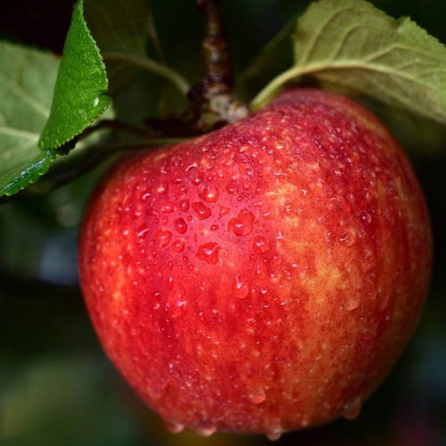 Braeburn Hillwell Apple Tree Fruit Trees