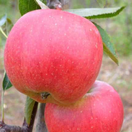 Braeburn Hillwell Apple Tree Fruit Trees