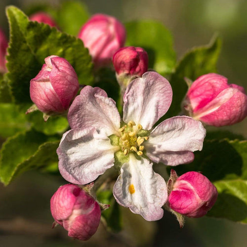 Braeburn Hillwell Apple Tree Fruit Trees