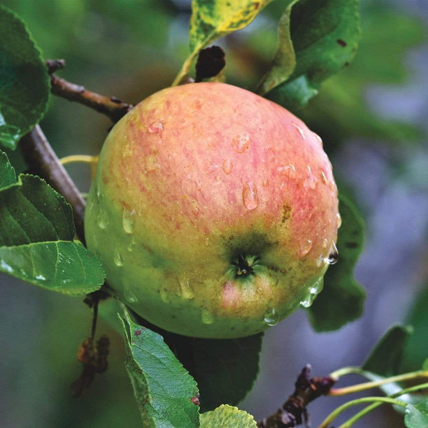 Blenheim Orange Apple Tree Fruit Trees