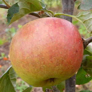 Blenheim Orange Apple Tree Fruit Trees