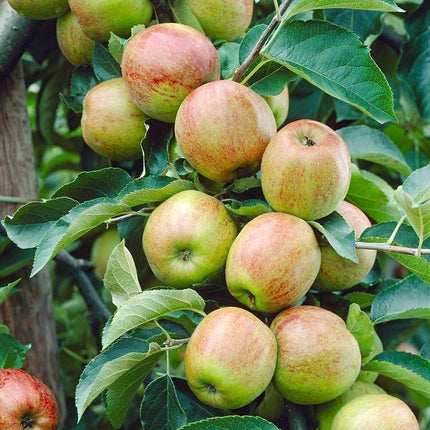 Cox's Orange Pippin' Apple Tree Fruit Trees