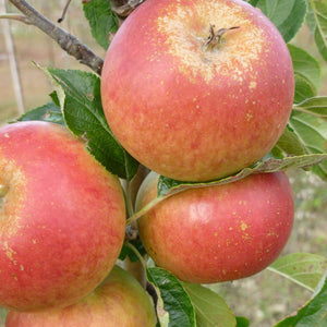 Cox's Orange Pippin' Apple Tree Fruit Trees