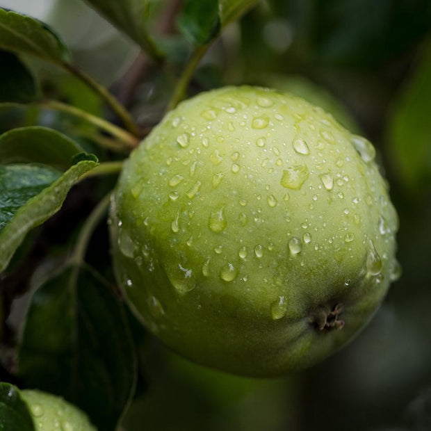 Grenadier Apple Tree Fruit Trees