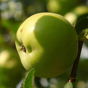 Bramley's Seedling Apple Tree Fruit Trees