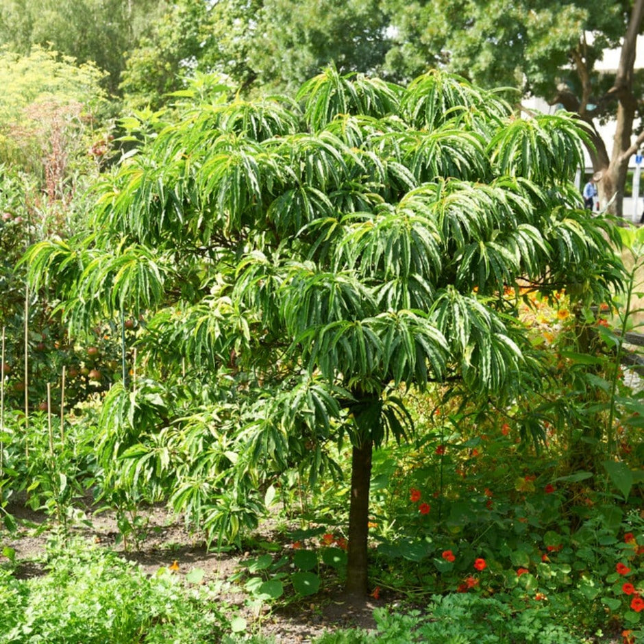 Nut Trees: UK Grown, Hardy and Sustainable – Roots Plants