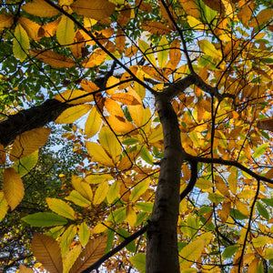 Sweet Chestnut Tree | 3L Pot Ornamental Trees