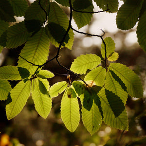 Sweet Chestnut Tree | 3L Pot Ornamental Trees