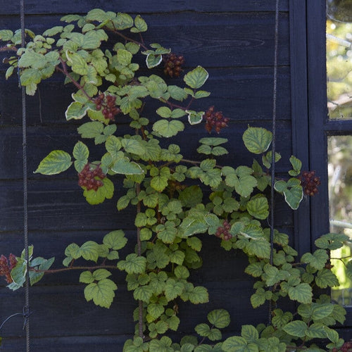 Japanese Wineberry Plant Soft Fruit