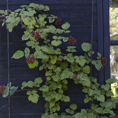 Japanese Wineberry Plant Soft Fruit