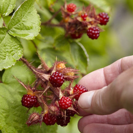Japanese Wineberry Plant Soft Fruit