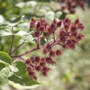 Japanese Wineberry Plant Soft Fruit