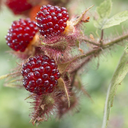 Japanese Wineberry Plant Soft Fruit