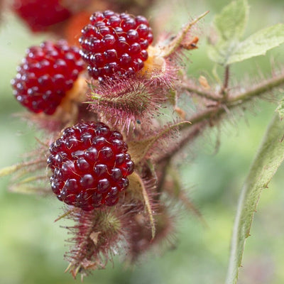 Japanese Wineberry Plant Soft Fruit