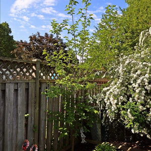 King James' Mulberry Tree | Morus nigra Fruit Trees