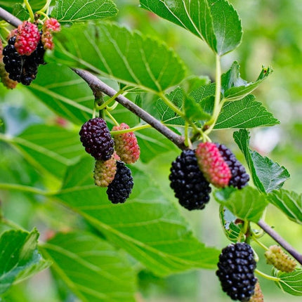 King James' Mulberry Tree | Morus nigra Fruit Trees