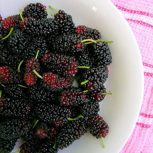 King James' Mulberry Tree | Morus nigra Fruit Trees