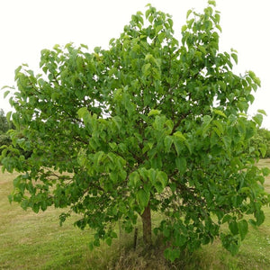 'King James' Mulberry Tree | Morus nigra Fruit Trees