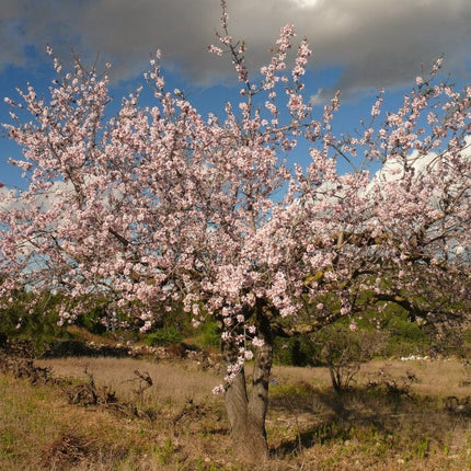 Sultane' Almond Tree | Prunus dulcis Fruit Trees