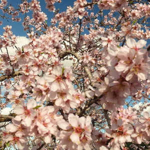 Sultane' Almond Tree | Prunus dulcis Fruit Trees