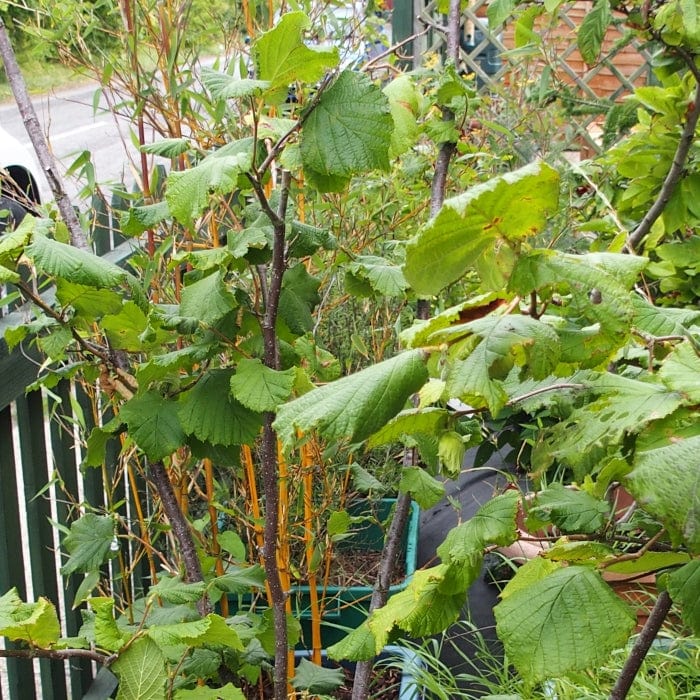 Webb's Prize' Cobnut Tree | Corylus avellana Fruit Trees