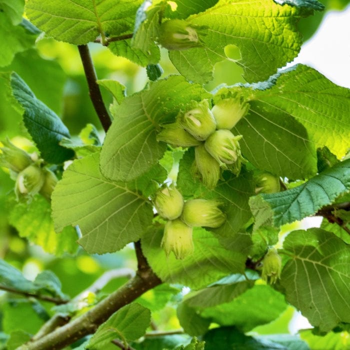 Webb's Prize' Cobnut Tree | Corylus avellana Fruit Trees
