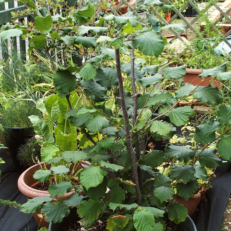 Webb's Prize' Cobnut Tree | Corylus avellana Fruit Trees