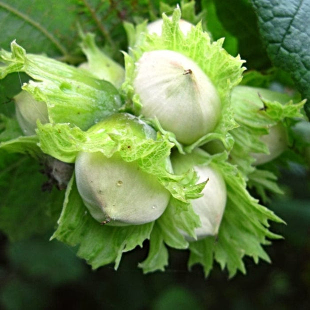 Hall'sche Reissenuss' / 'Merveille de Bollwyller' Cobnut Tree Fruit Trees