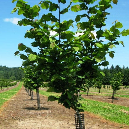 Hall'sche Reissenuss' / 'Merveille de Bollwyller' Cobnut Tree Fruit Trees