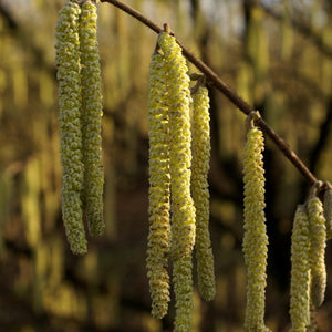 Hall'sche Reissenuss' / 'Merveille de Bollwyller' Cobnut Tree Fruit Trees