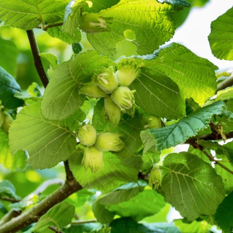Nut Trees: UK Grown, Hardy and Sustainable - Roots Plants