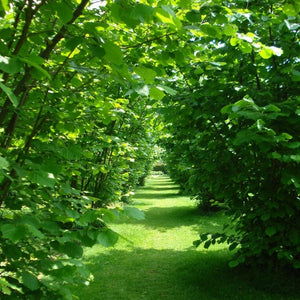 Kentish Cob' / 'Lambert's Filbert' / 'Longue' Cobnut Tree Fruit Trees