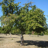Pearson's Prolific' / 'Nottingham Early' Filbert Tree Fruit Trees