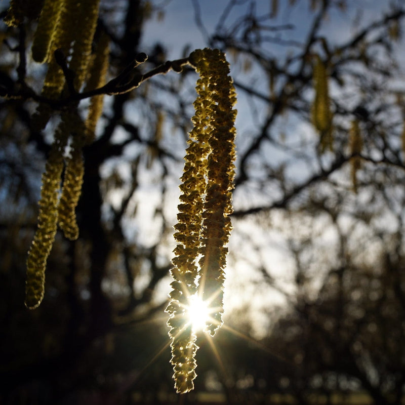 Pearson's Prolific' / 'Nottingham Early' Filbert Tree Fruit Trees