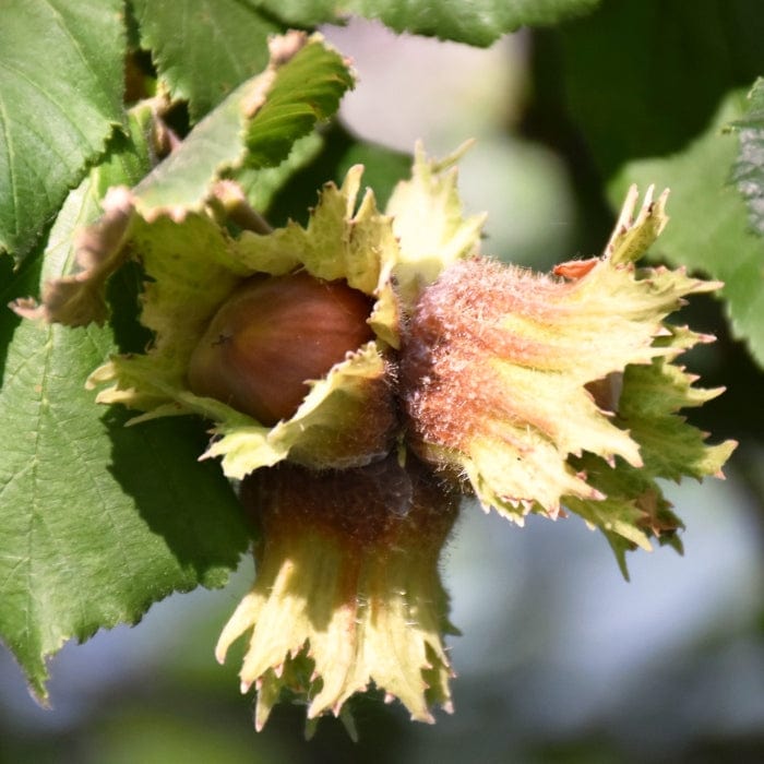 Pearson's Prolific' / 'Nottingham Early' Filbert Tree Fruit Trees