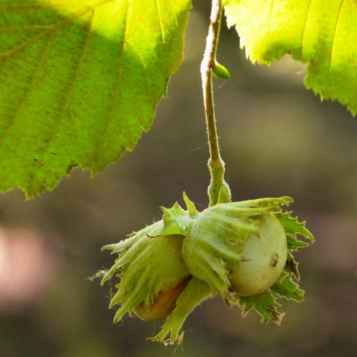 Pearson's Prolific' / 'Nottingham Early' Filbert Tree Fruit Trees