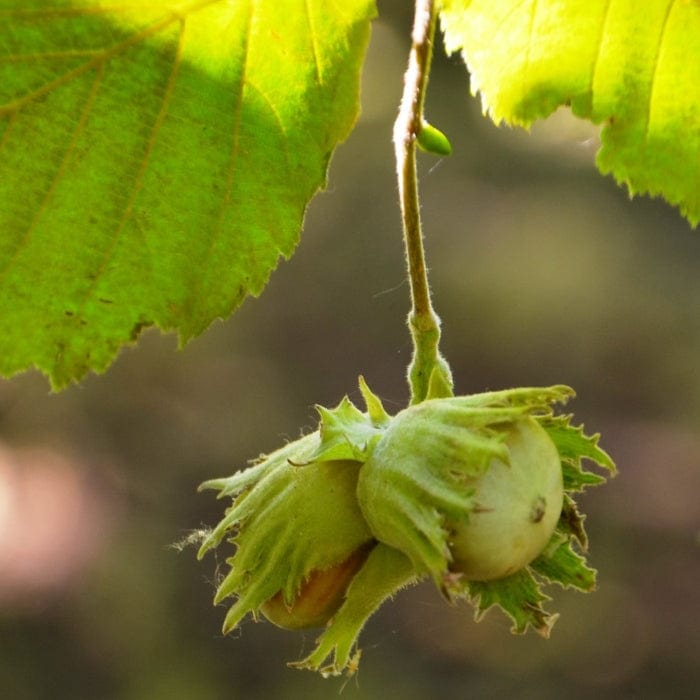 Pearson's Prolific' / 'Nottingham Early' Filbert Tree Fruit Trees