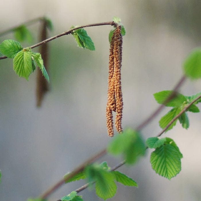 Purpurea' Filbert Tree | Purple Filbert Tree Fruit Trees
